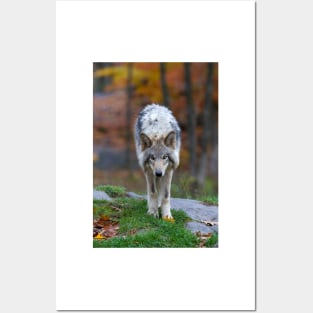 Timber Wolf Posters and Art